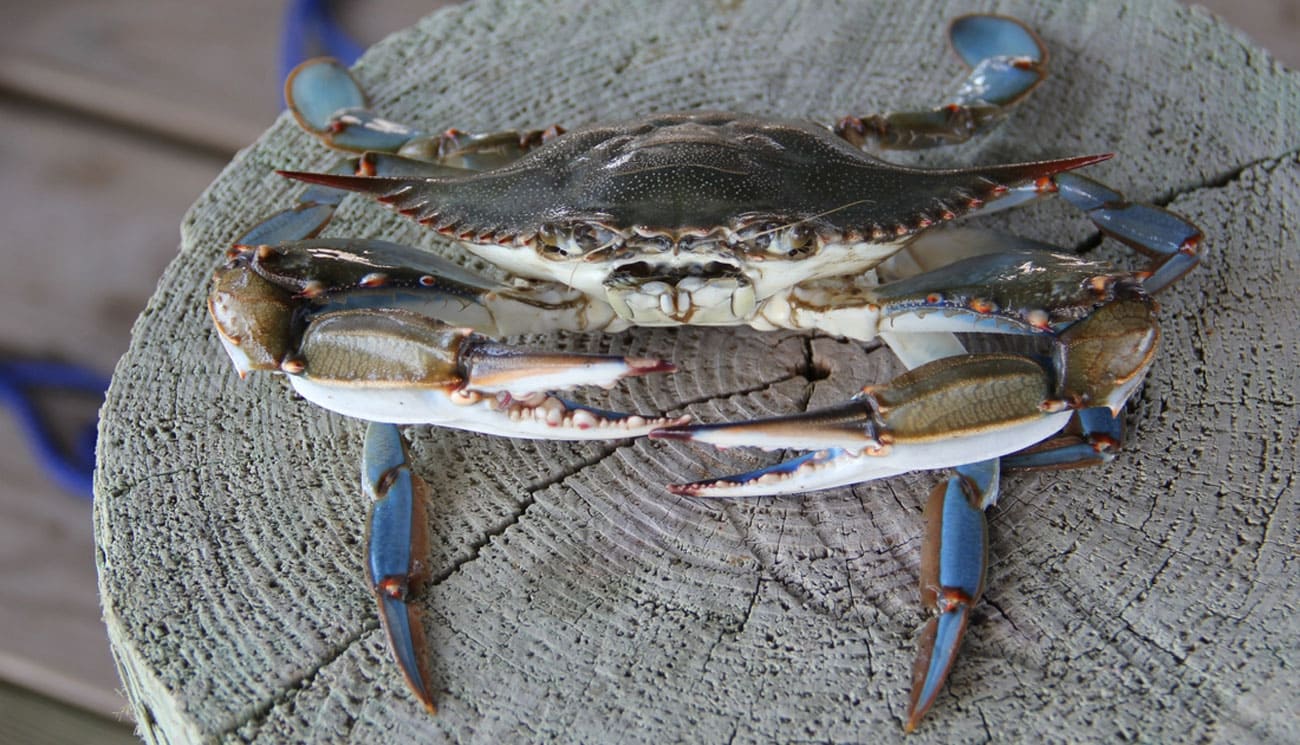 Unci AgroAlimentare presenta un progetto scientifico per trasformare l'emergenza granchio blu in risorsa per la pesca.