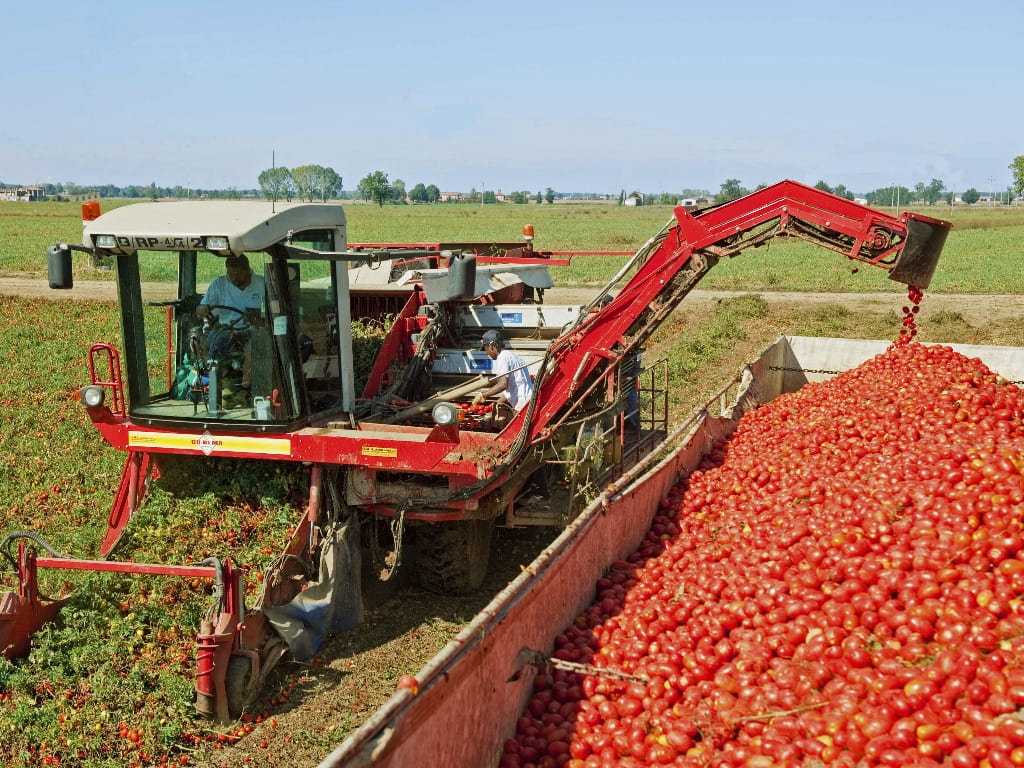 Campagna di raccolta del pomodoro in Italia segnata da siccità al Sud e maltempo al Nord, con rischi per la produzione.