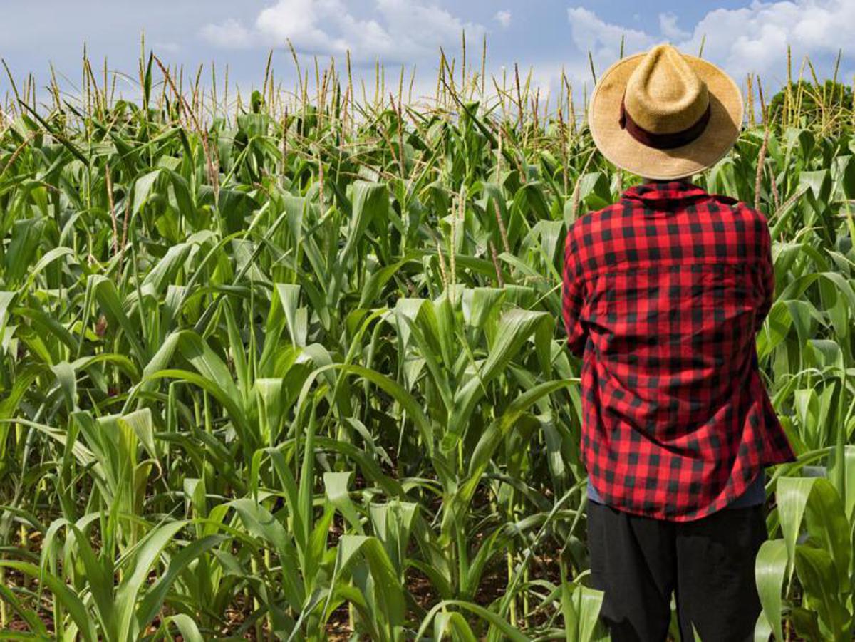 Agricoltura, Federacma: “Non perdere i 930 milioni di euro disponibili della Transizione 4.0”